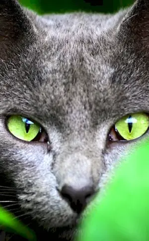 Grey cat with green eyes