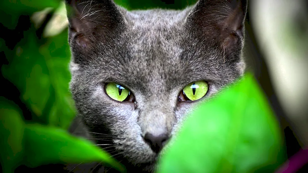 Grey cat with green eyes