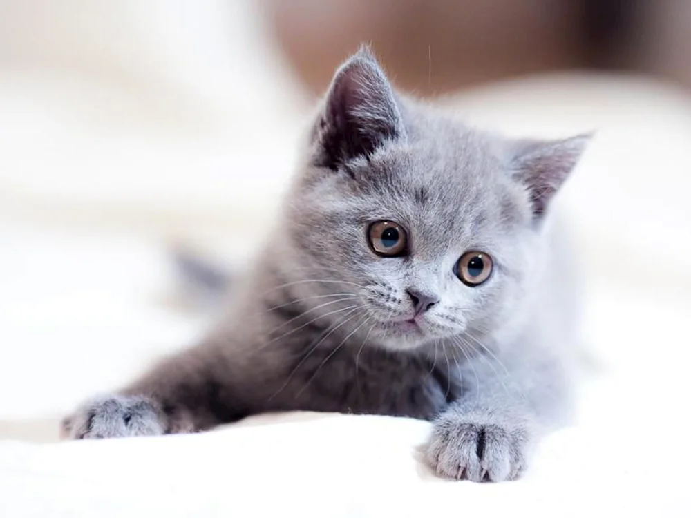 Russian blue cat kittens