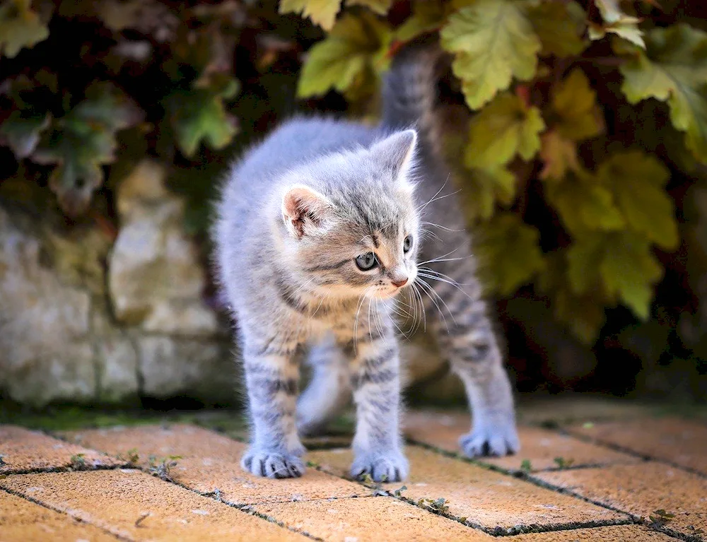 Siberian blue tabby