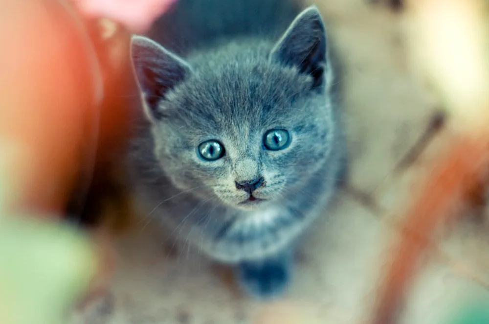 Blue eyed kitten