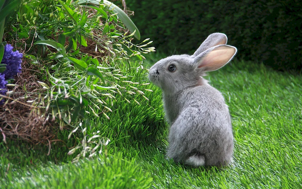 Grey Rabbit White Rabbit