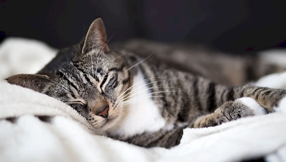 Grey striped cat