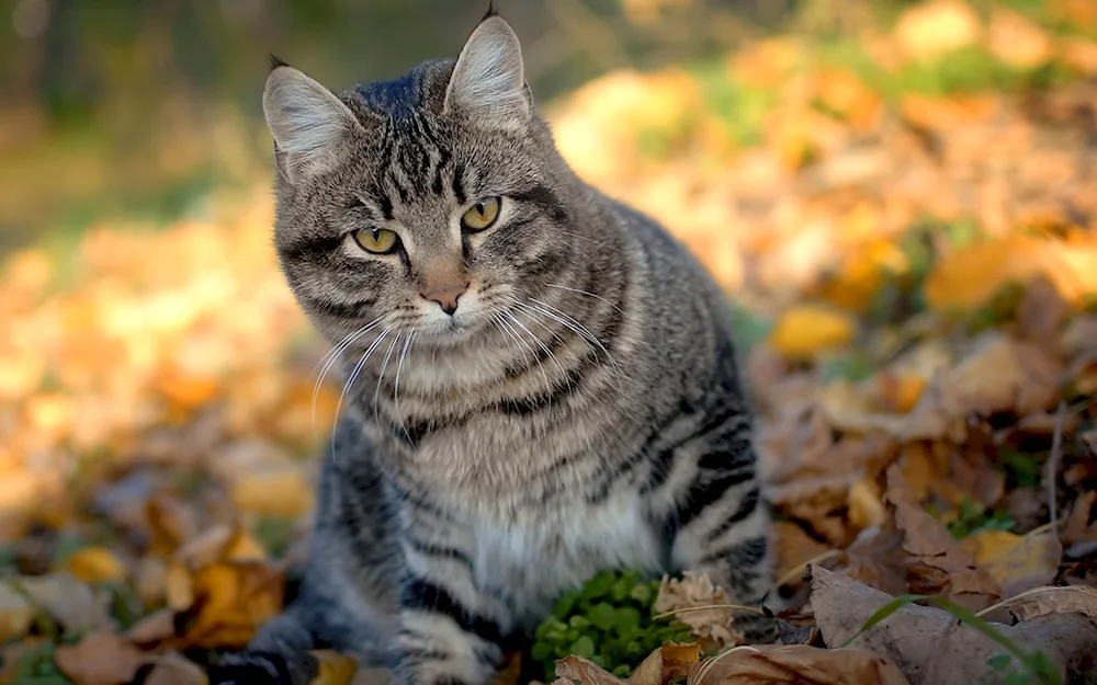 Grey striped cat breed