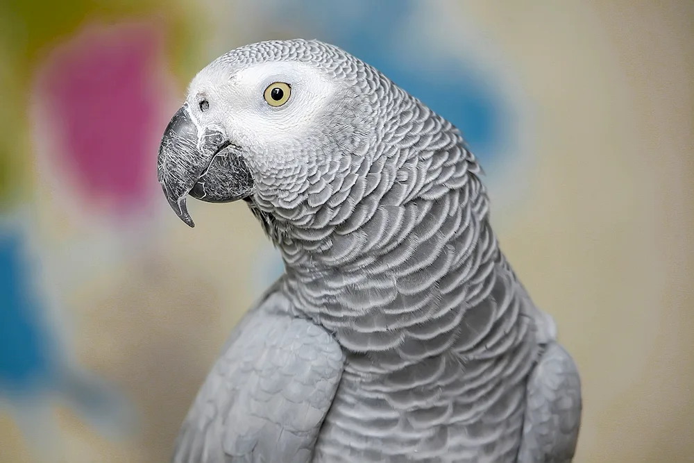 Grey parrot Jaco