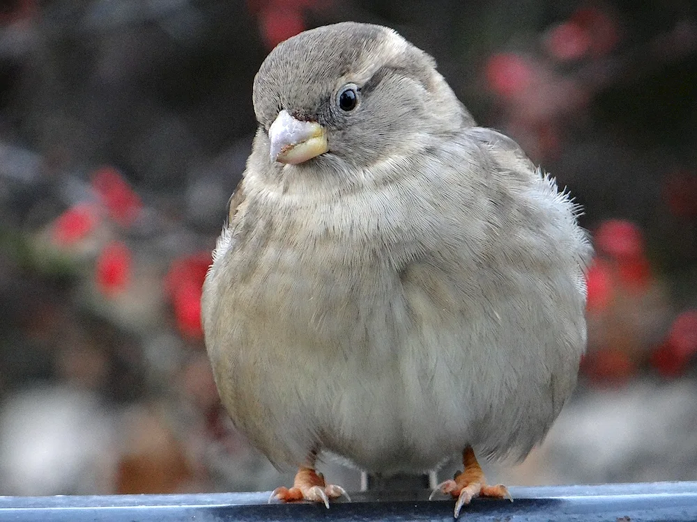 Grey Sparrow