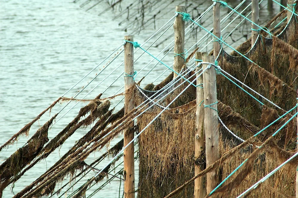 How to catch lobsters at sea