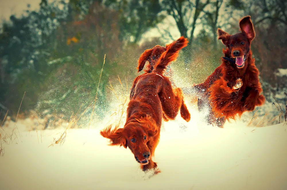 Cocker spaniel hunting