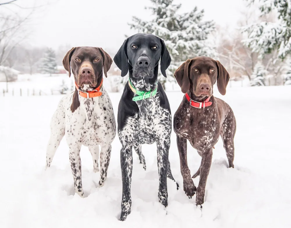 Russian hunting spaniel