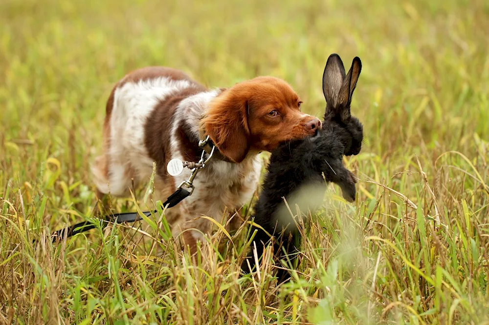 Cocker spaniel. Hunting