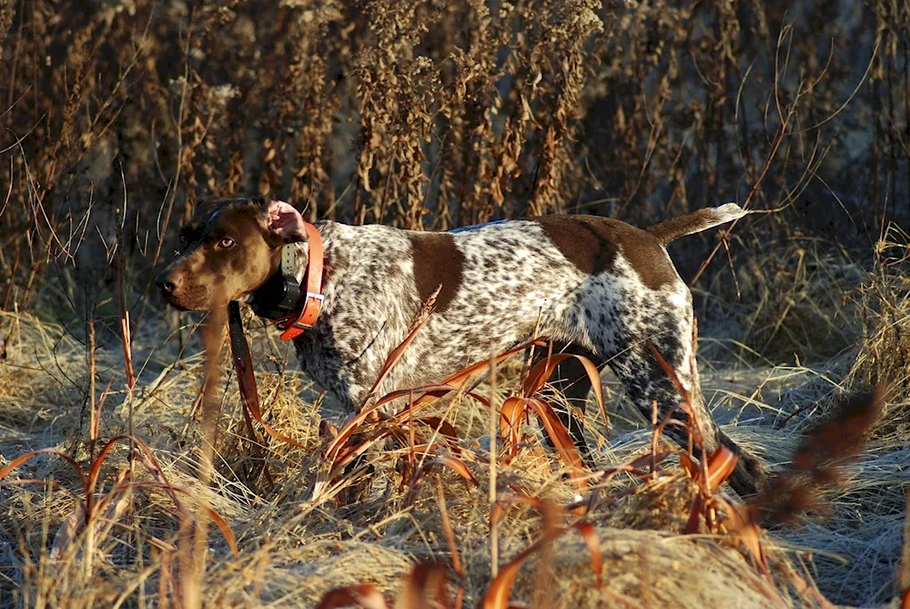 Setter hunting dog breed