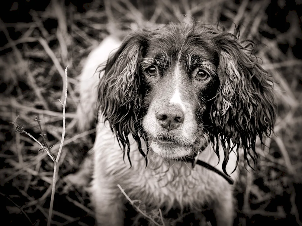 Russian hunting spaniel