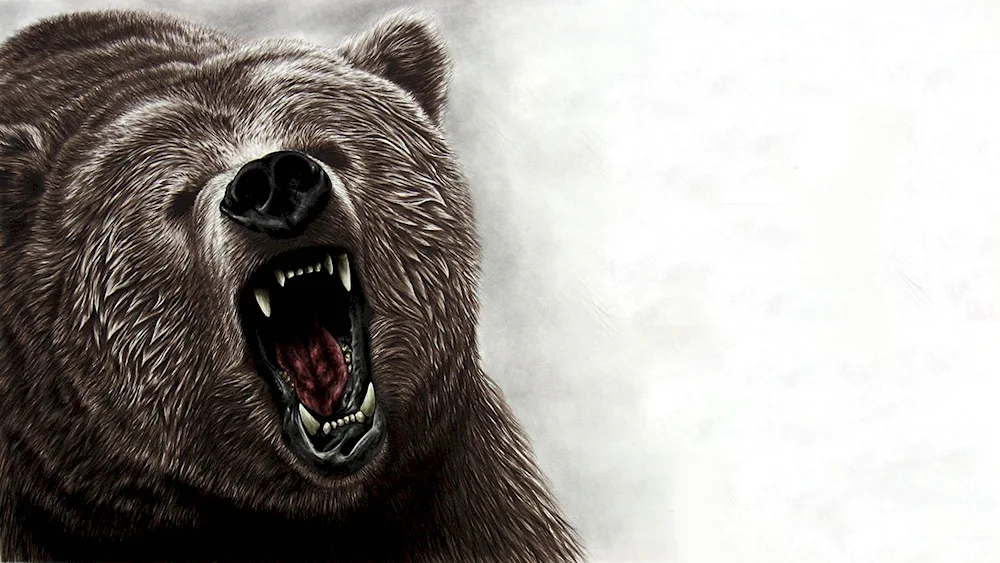 America Grizzly bear