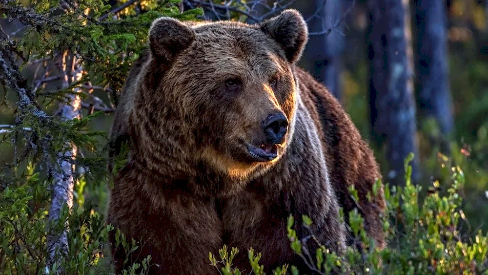 North America Grizzly Bear
