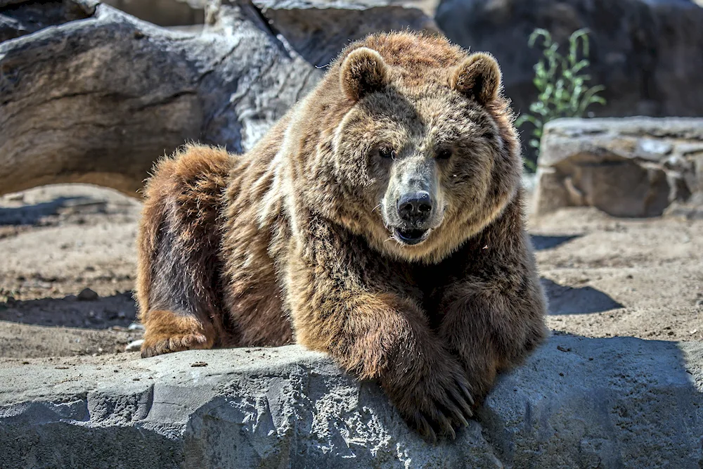 North America Grizzly Bear