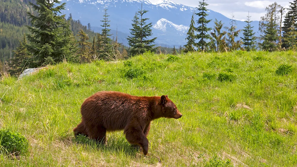 North America Grizzly Bear