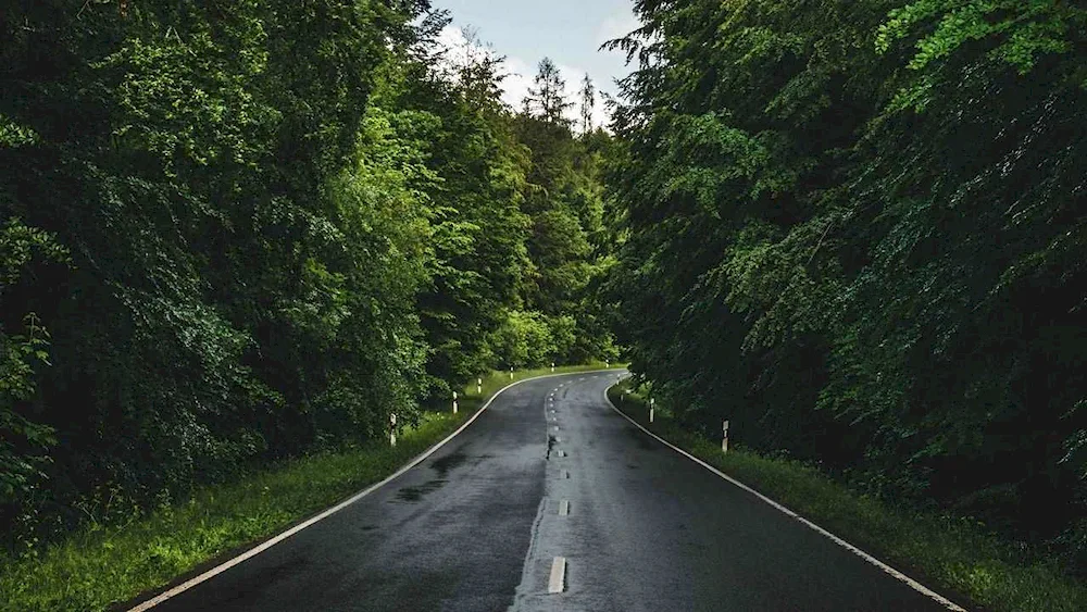 A road in the woods