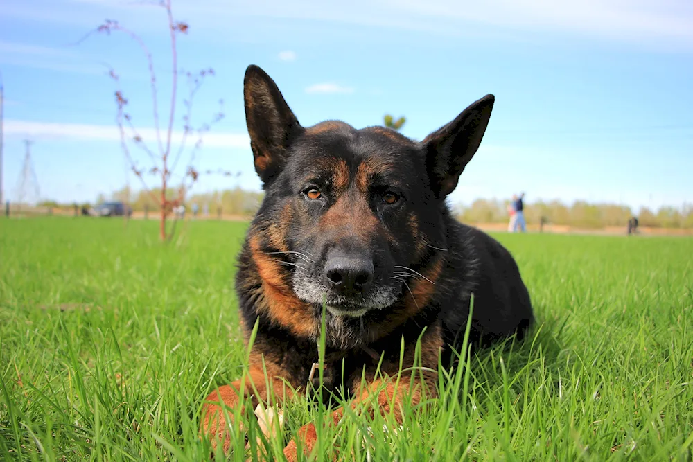 Eastern European Shepherd dog European Shepherd Long-haired