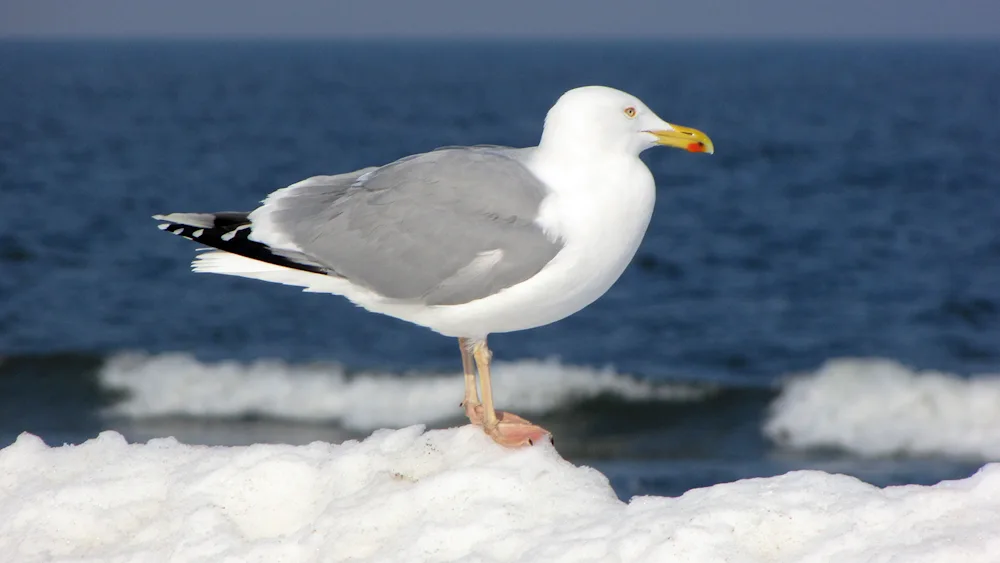 North Polar Gull