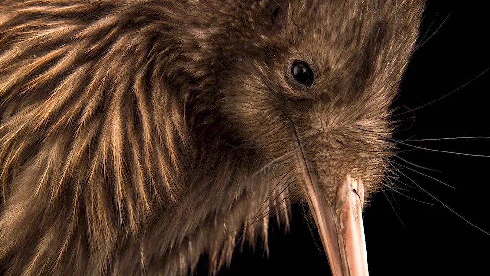 Northern brown kiwi