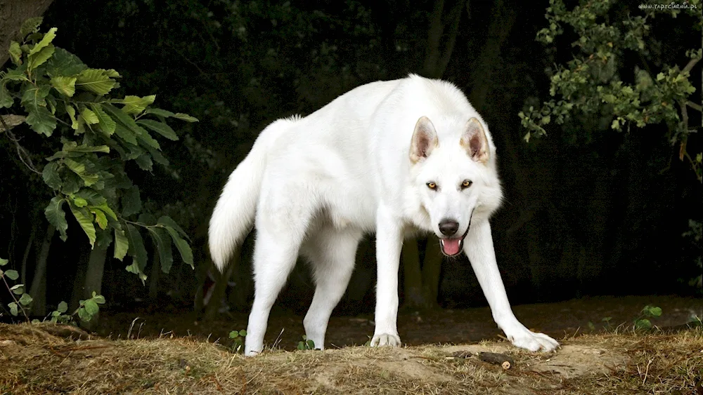 Samoyed husky