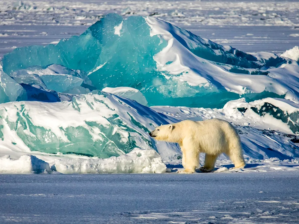 Northern Arctic Ocean polar bear