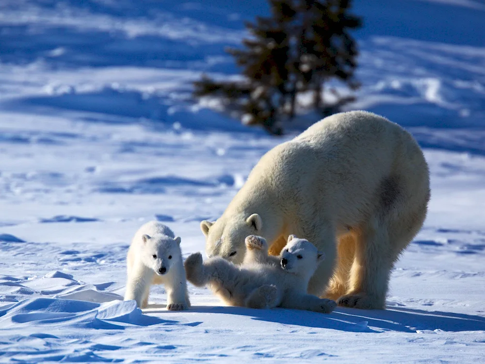 Northern Arctic Ocean polar bear