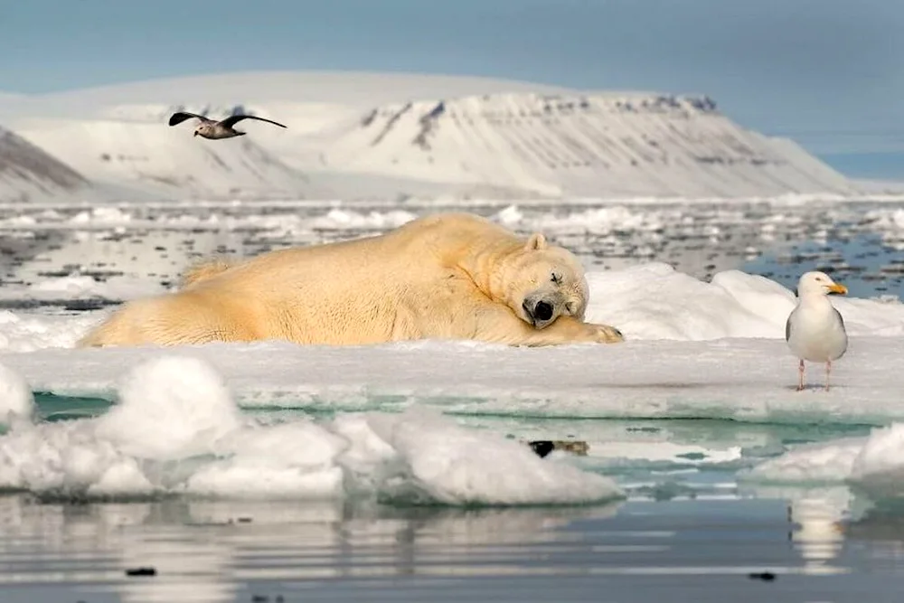 The Arctic Ocean polar bear