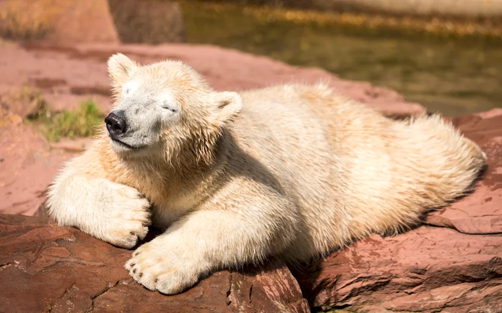 White bear cub