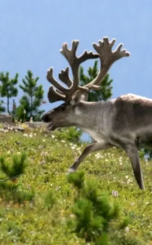 Northern Reindeer Kuznetskiy Alatau