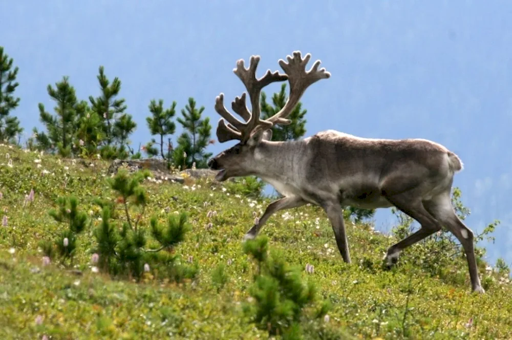 Northern Reindeer Kuznetskiy Alatau