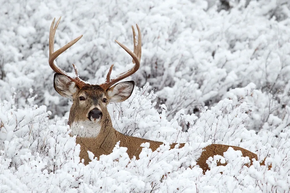 The red deer in winter