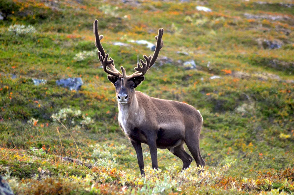 Northern caribou in the forest tundra