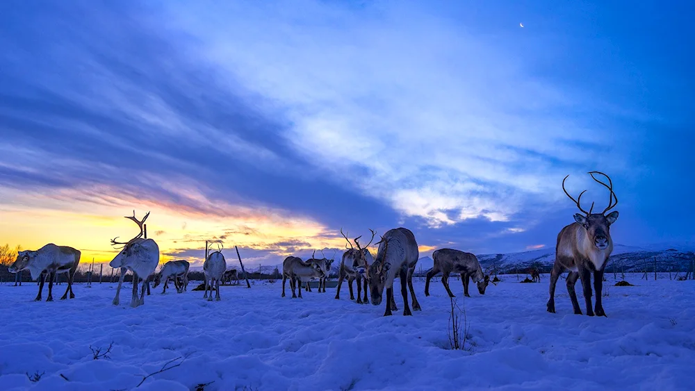 Northern reindeer in the forest tundra