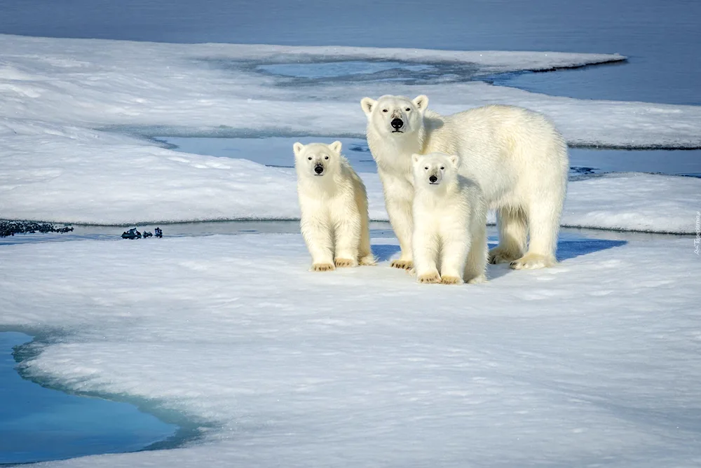 North Pole polar bears