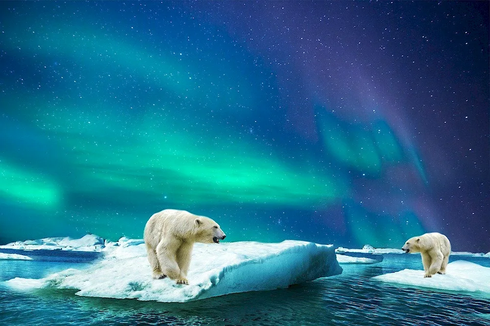 North Pole Northern Lights polar bear