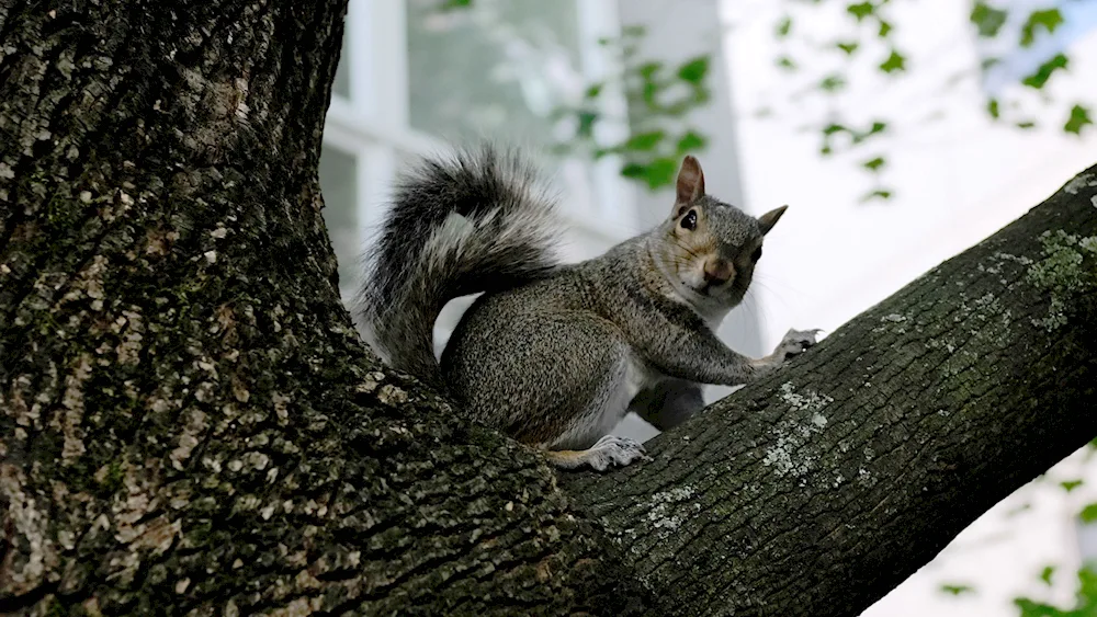 North American squirrel