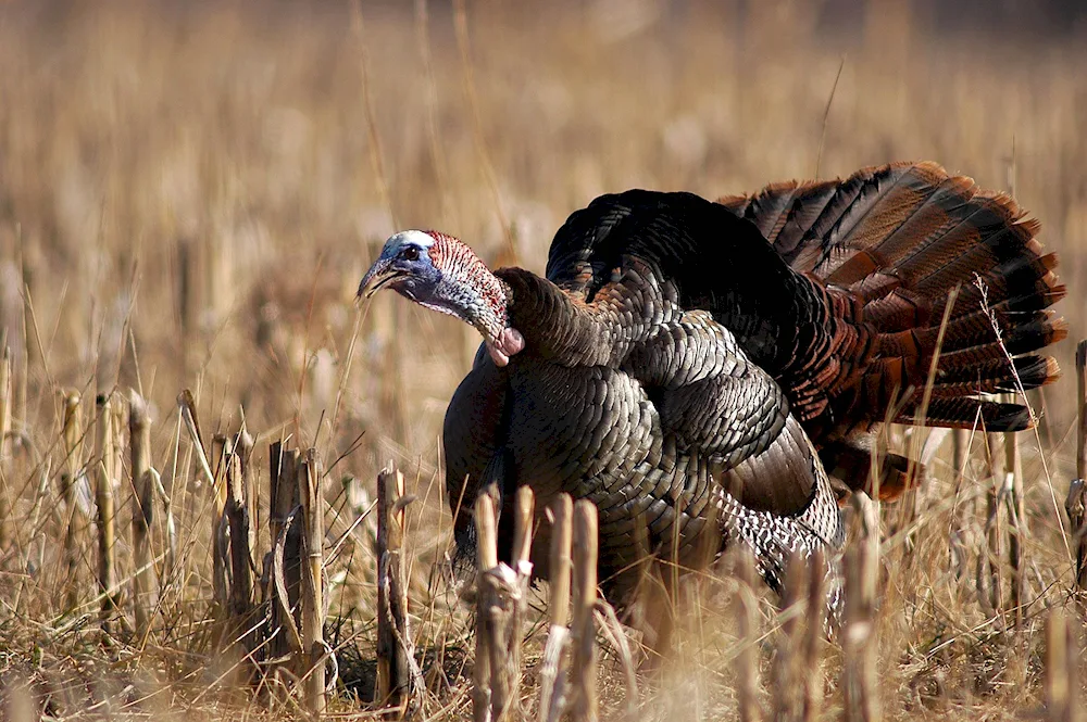 North American Wild Turkey