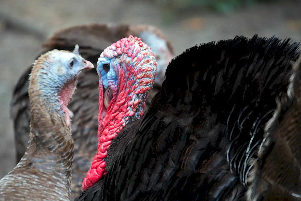 American wide-breasted turkey