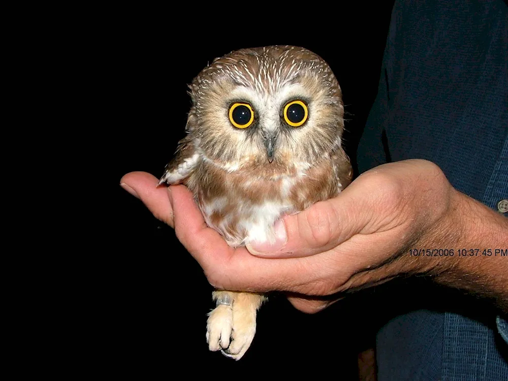 Eurasian pygmy Owl