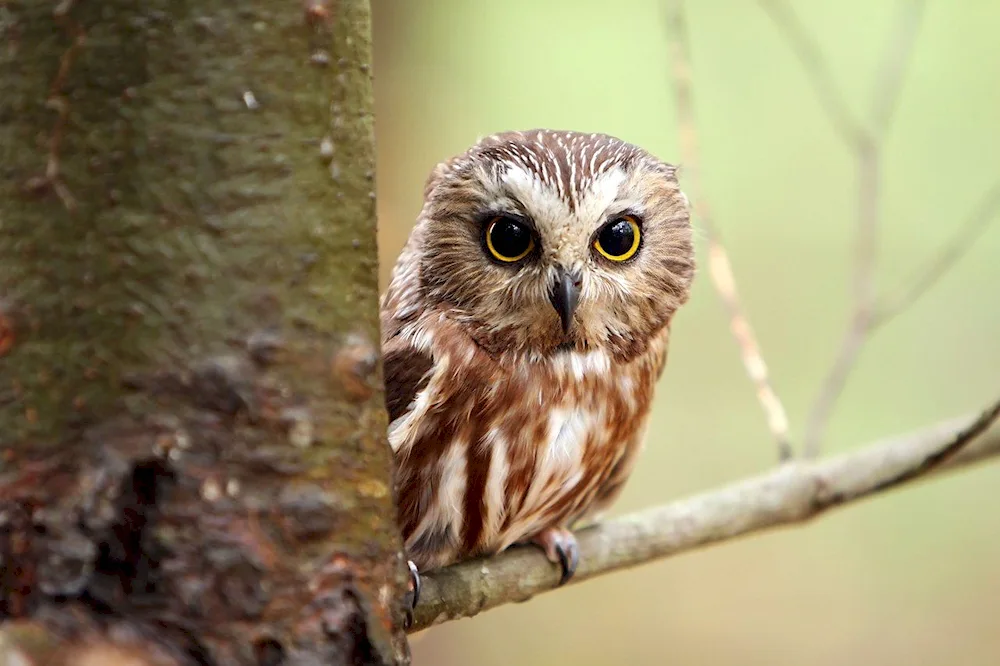 Beautiful Owl