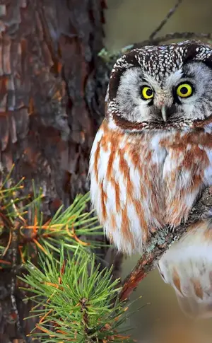 North American Tengmalmalm's Owl