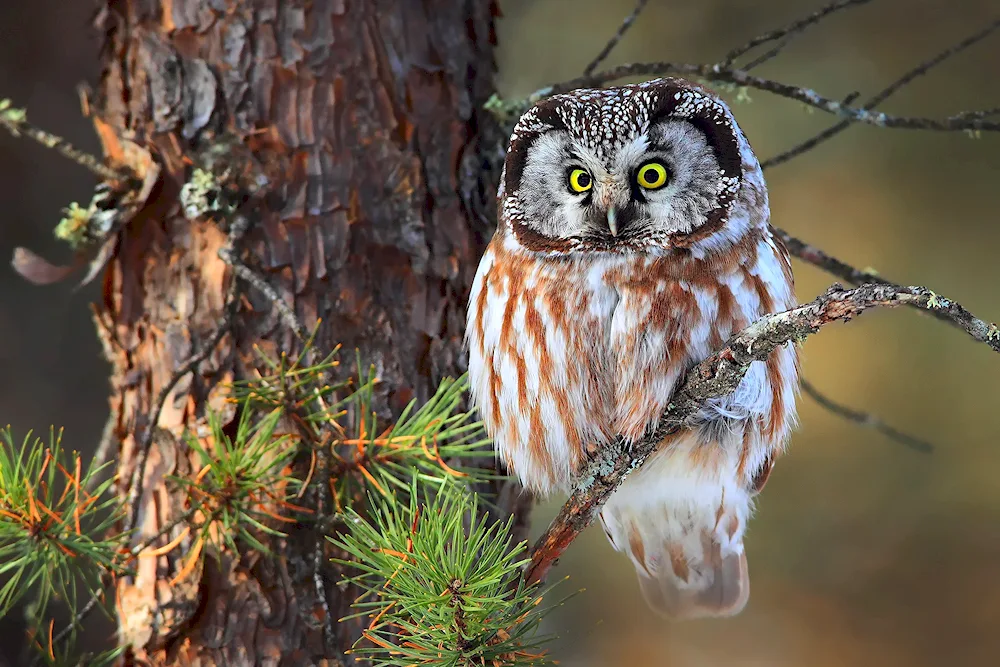 North American Tengmalmalm's Owl