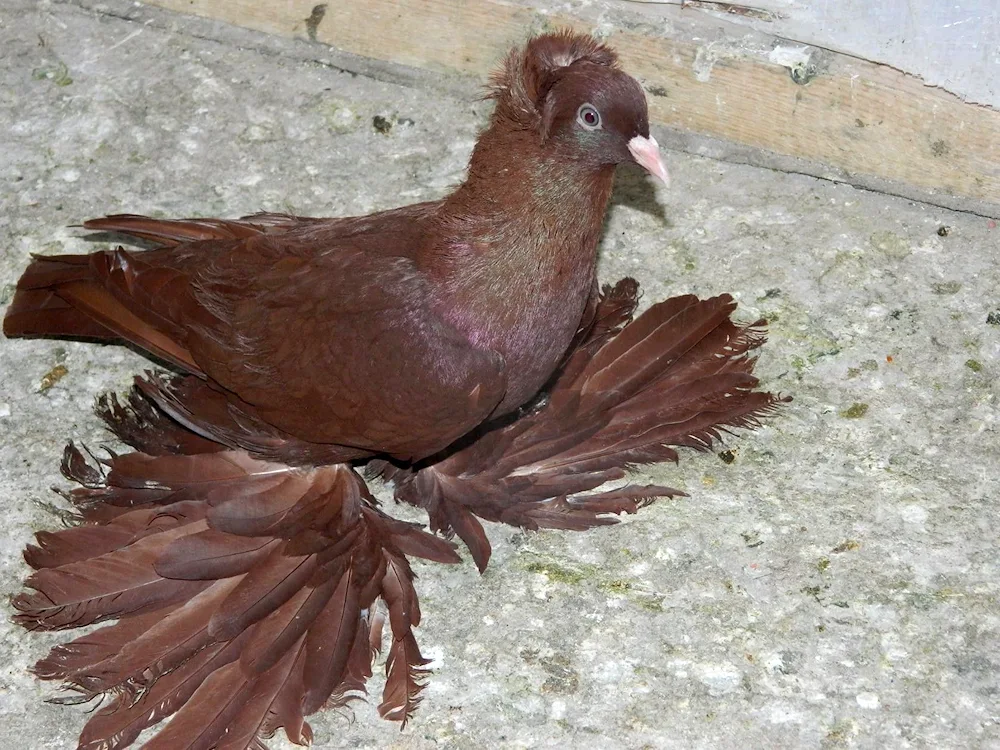 Bakin short-billed fighting pigeons