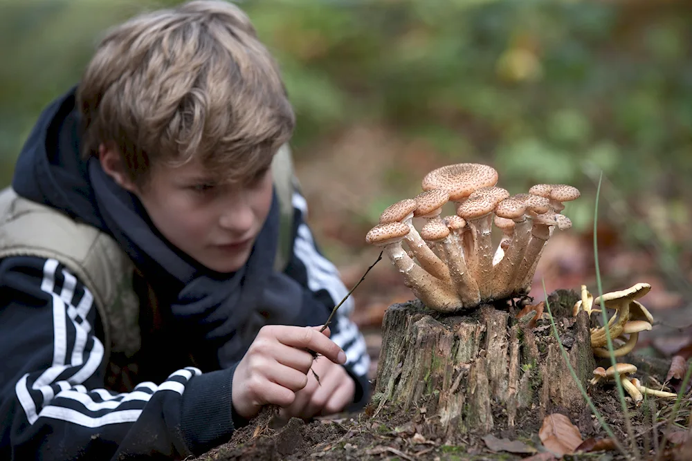 Granddaddy's rainforest mushroom