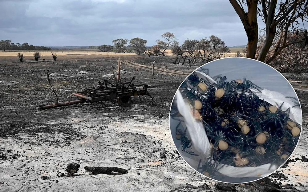 Spider Season Australia 2020