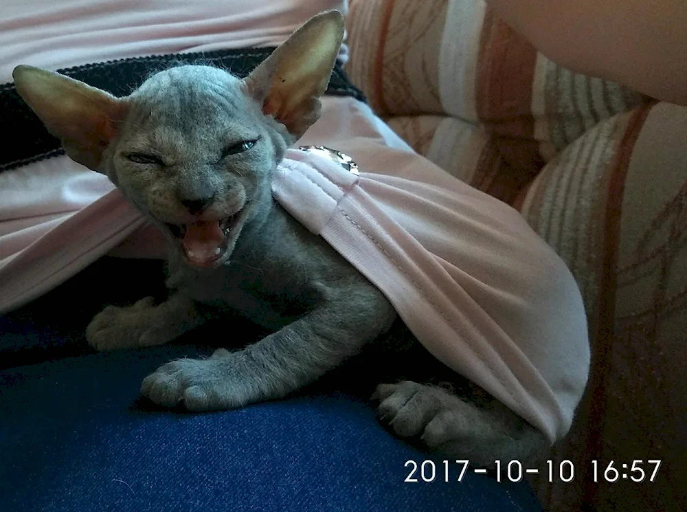 Don Sphynx brash