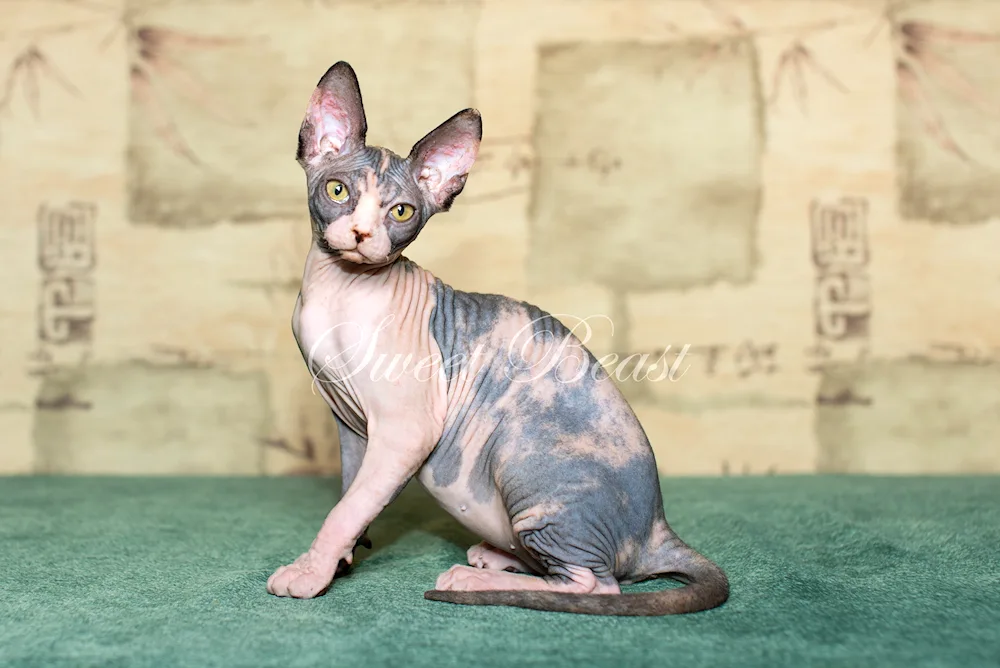 Canadian Sphynx tortoiseshell Harlequin