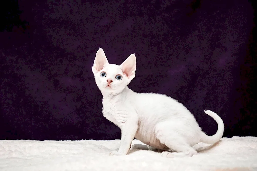 Devon rex