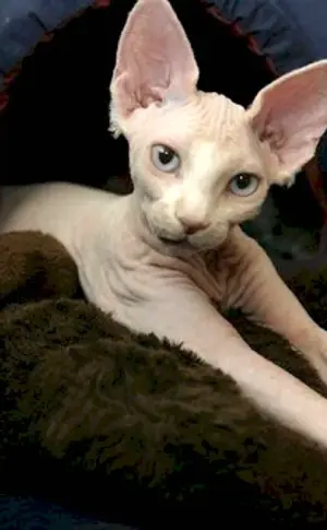 Sphynx Devon Rex